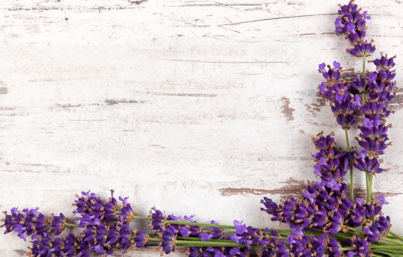 Фото обои ветки, wood, flowers, лаванда, lavender