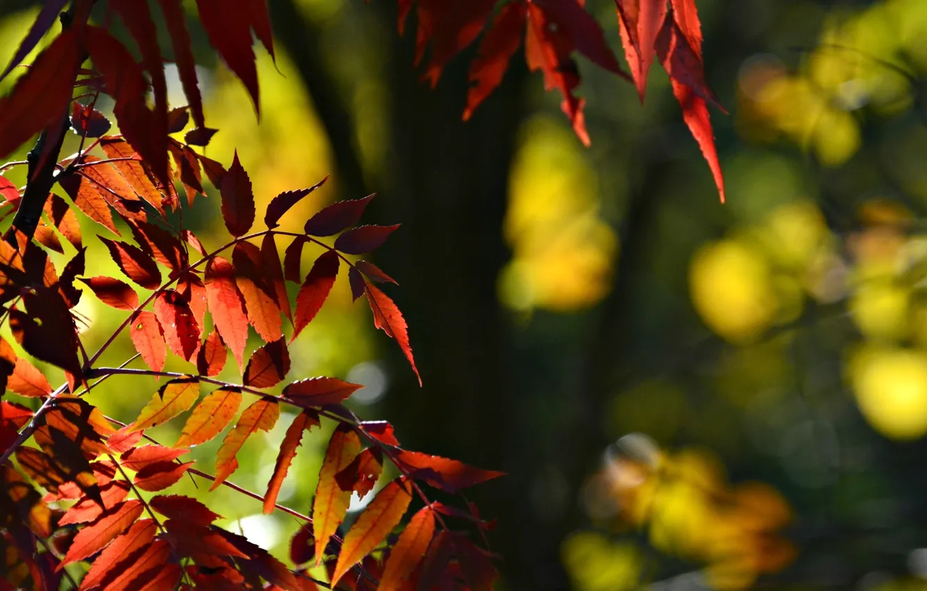 Фото обои листья, макро, фон, дерево, widescreen, обои, размытие, красные