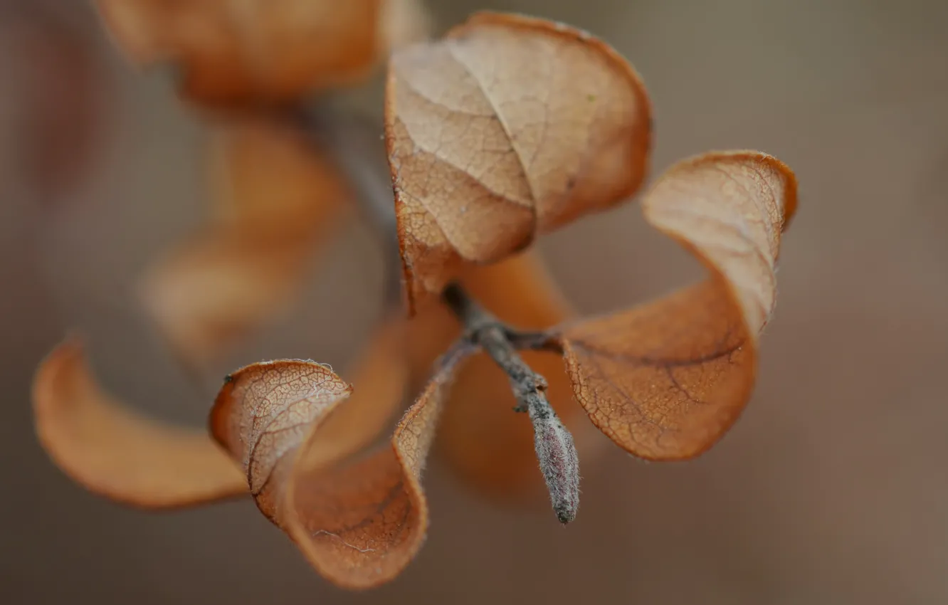 Фото обои осень, листья, макро, веточка, macro