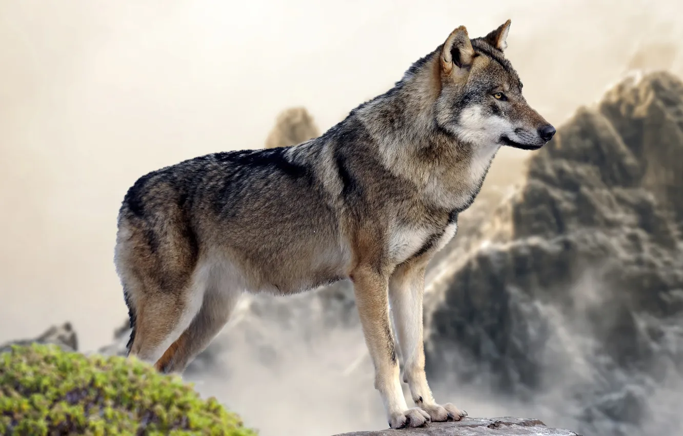 Фото обои nature, predator, face, animal, wolf, wildlife, portrait, Canis lupus