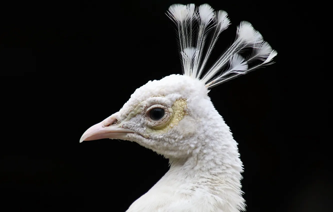 Фото обои глаза, птица, голова, перья, клюв, павлин, черный фон, bird