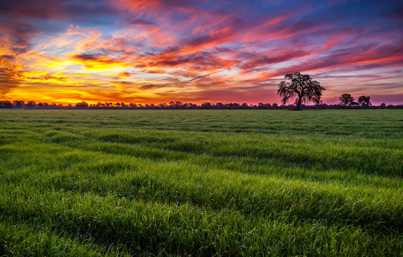 Фото обои поле, трава, облака, закат, дерево, даль, вечер, горизонт