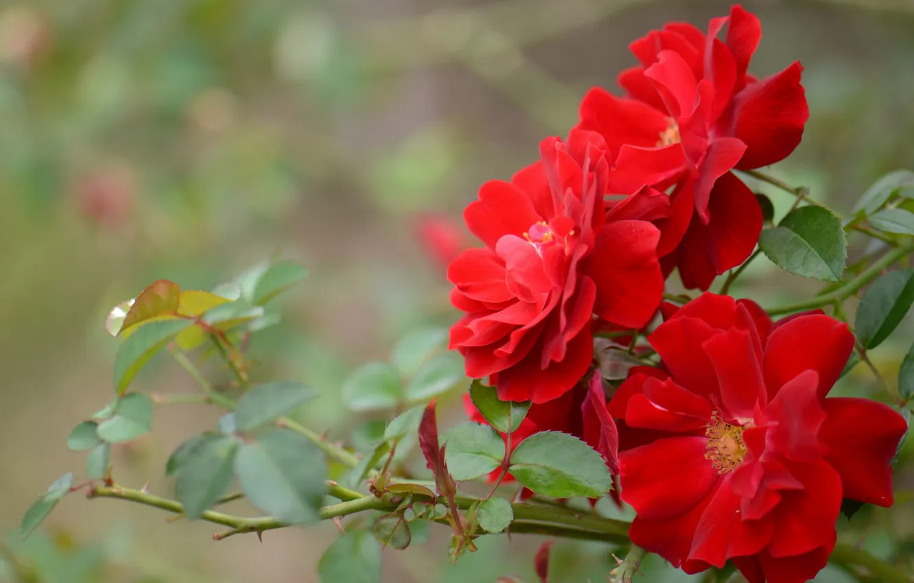 Фото обои розы, ветка, лепестки, красные, боке