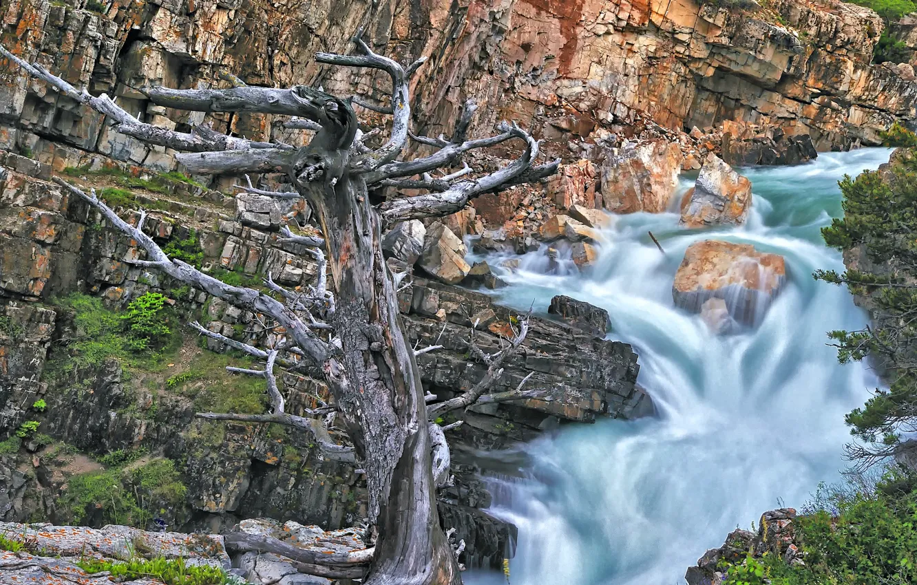 Фото обои дерево, скалы, водопад, Swiftcurrent Falls