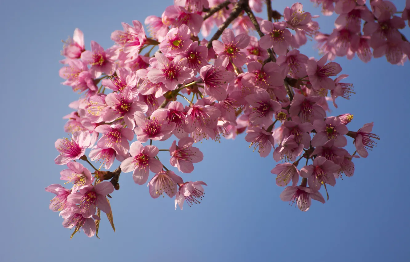 Фото обои небо, ветки, весна, сакура, цветение, pink, blossom, sakura