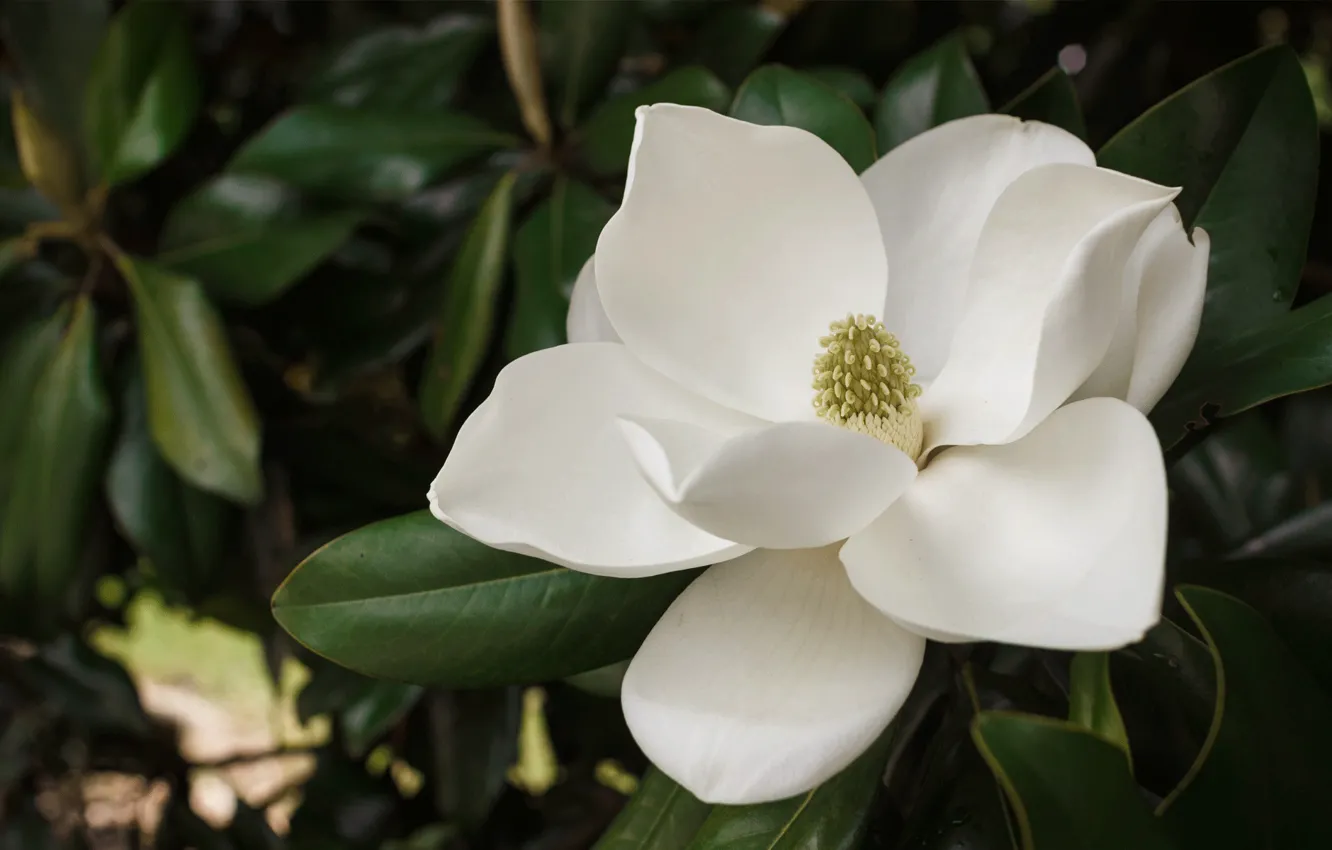 Фото обои Растение, Магнолия, Magnolia, Plant, White Flower, Белый Цветок