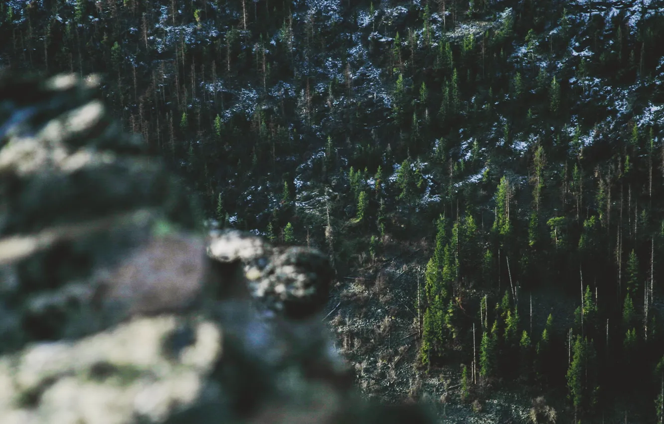 Фото обои forest, trees, nature, wood, snow, bokeh, stones, freeze