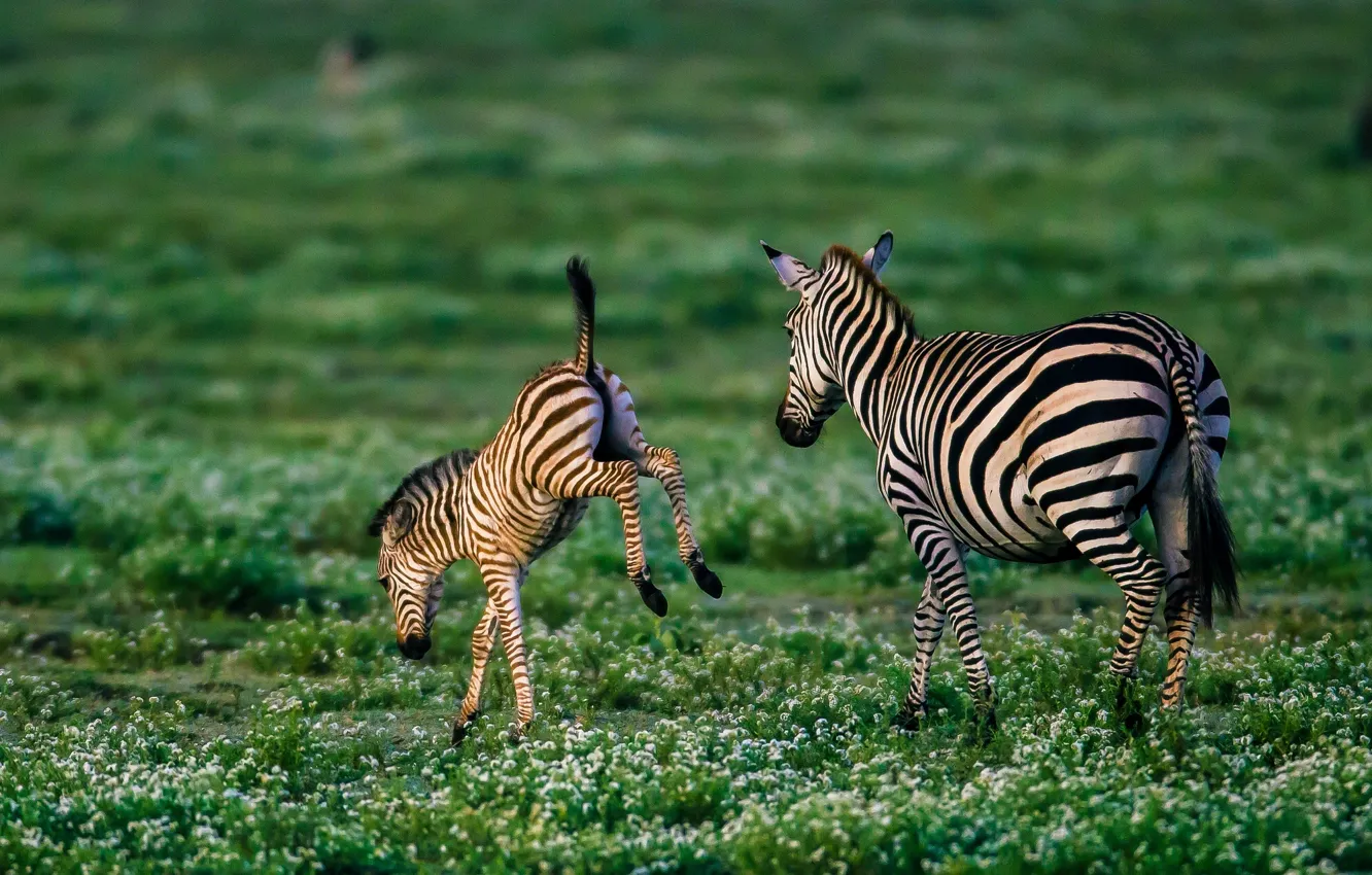 Фото обои детёныш, зебры, жеребёнок