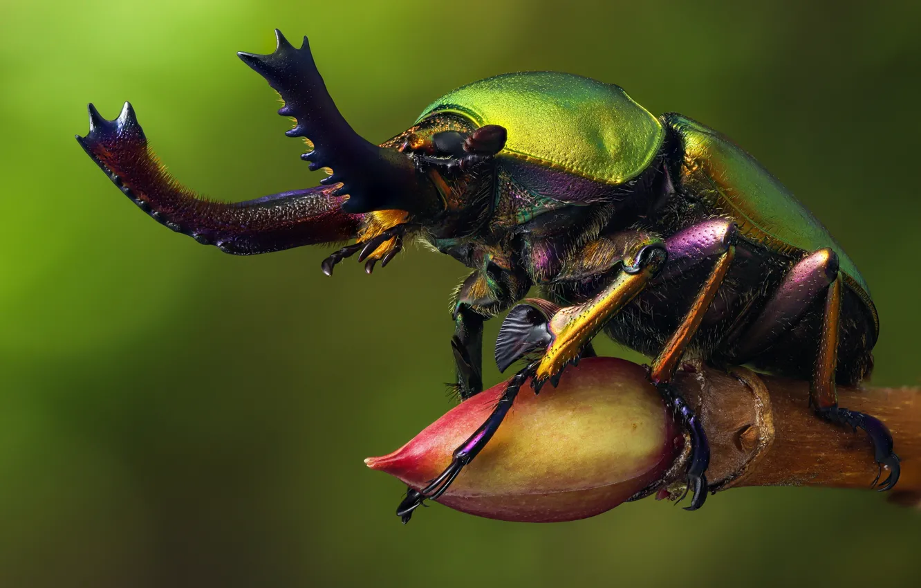 Фото обои макро, зеленый, жук, ветка, рога, насекомое, зеленый фон, блестящий