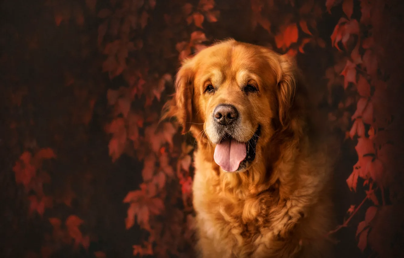 Фото обои язык, морда, листья, собака, Голден ретривер, Золотистый ретривер