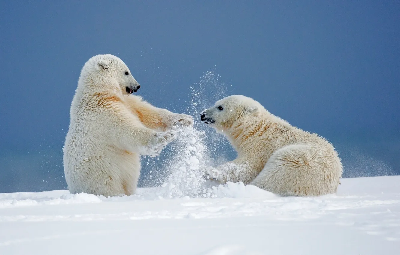 Фото обои зима, снег, игры, медведи, Аляска, медвежата, белые медведи, забава