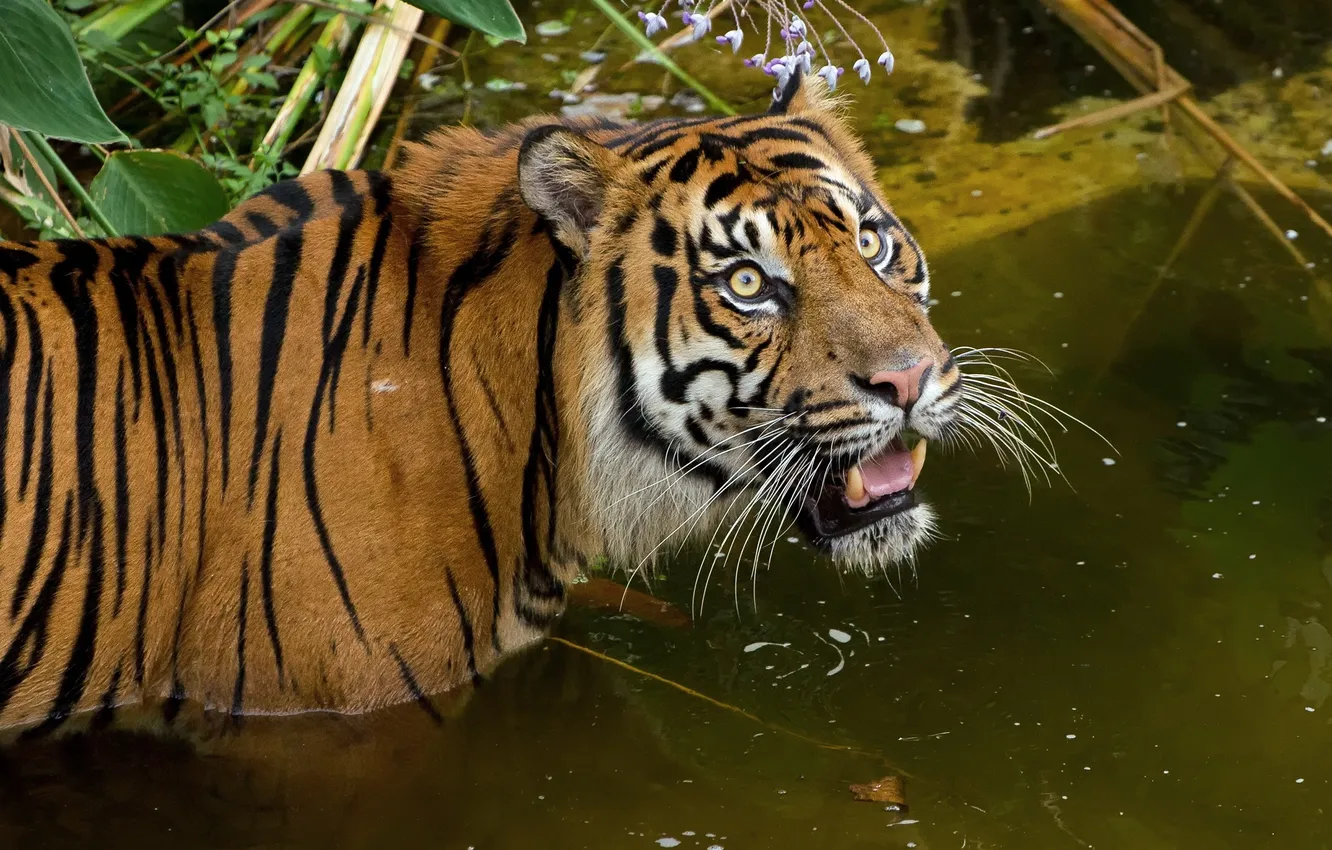 Фото обои кошка, взгляд, тигр, купание, водоём, суматранский