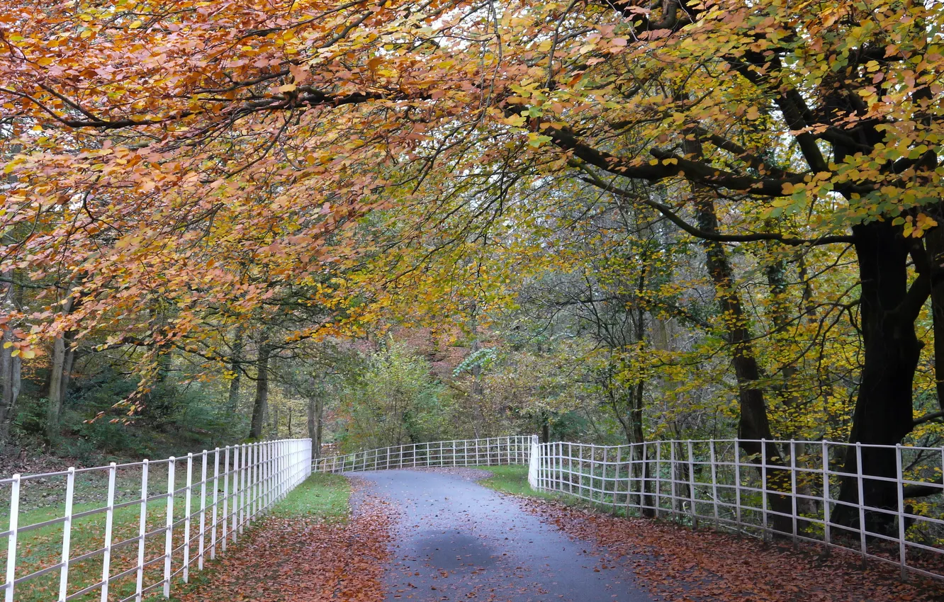 Фото обои дорога, осень, пейзаж, забор