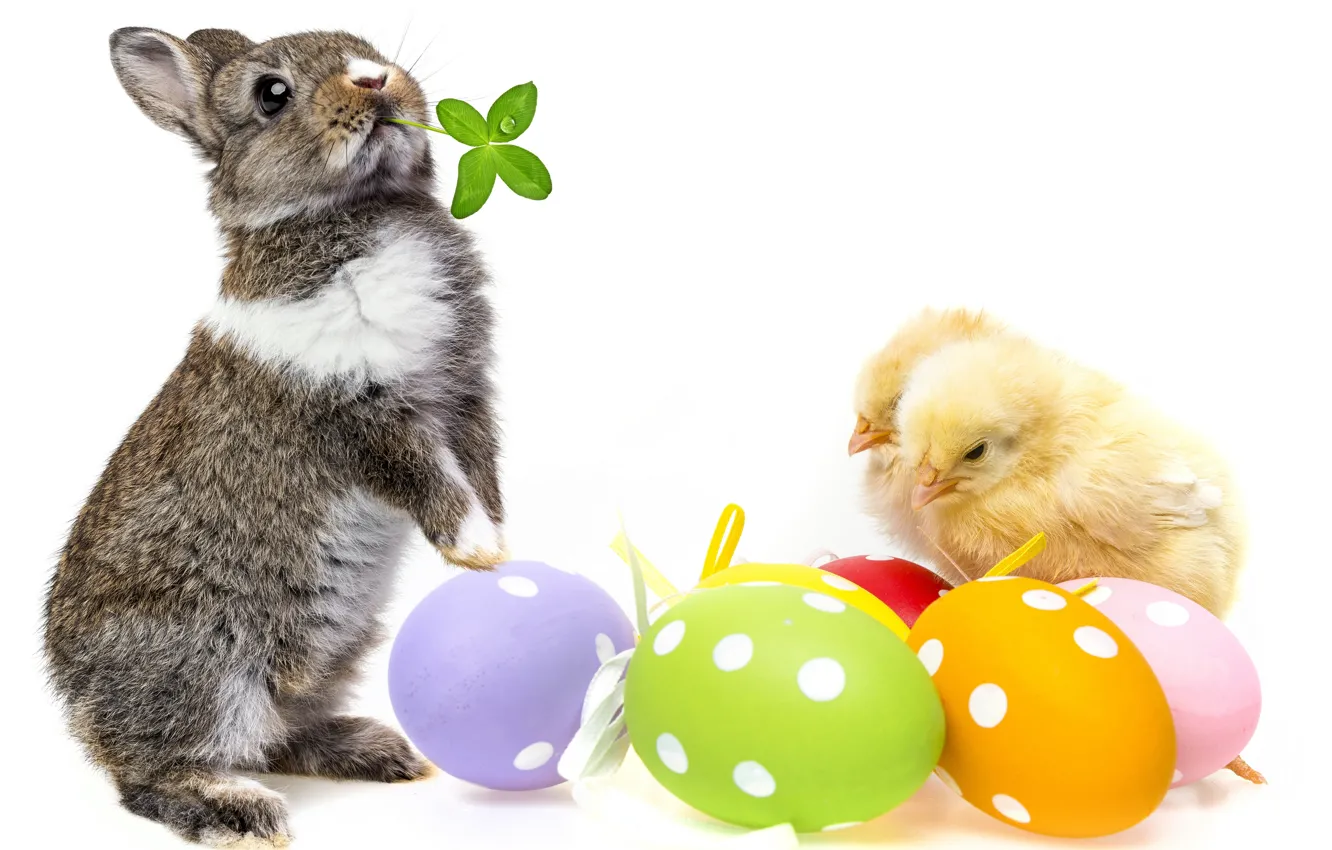 Фото обои цыплята, яйца, кролик, пасха, spring, easter, bunny