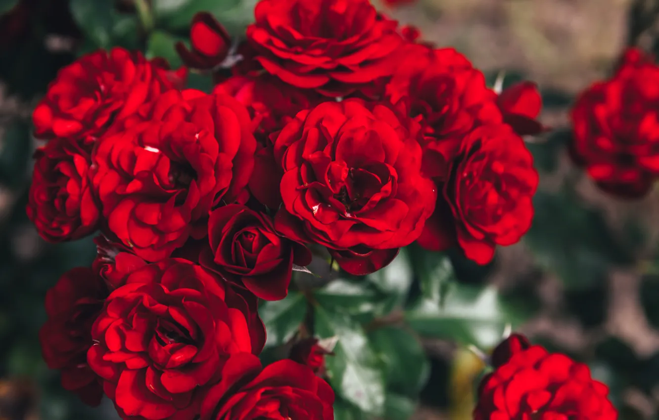 Фото обои куст, розы, сад, красные, красивые