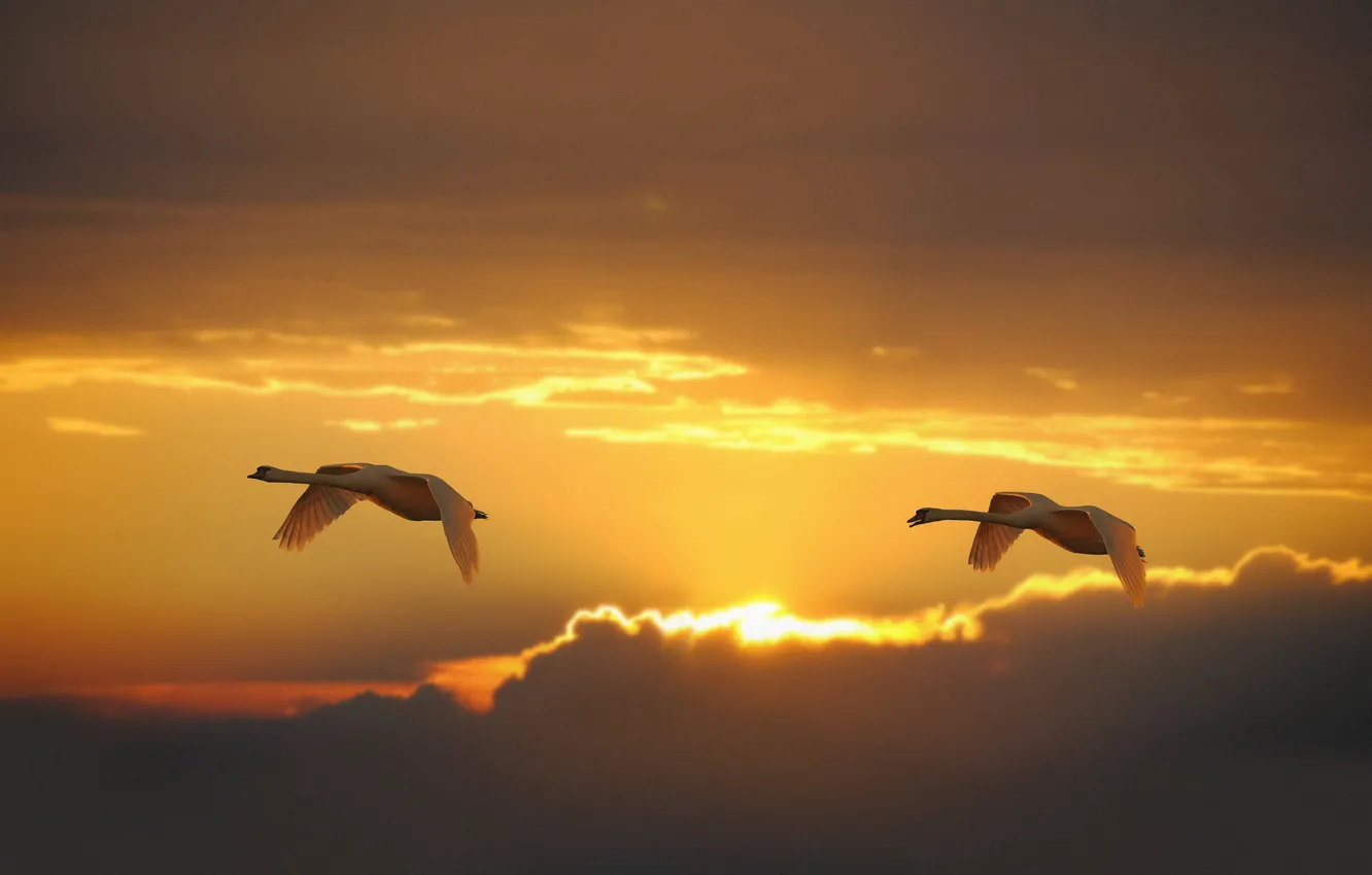 Фото обои небо, птицы, восход, рассвет, пара, полёт, лебеди