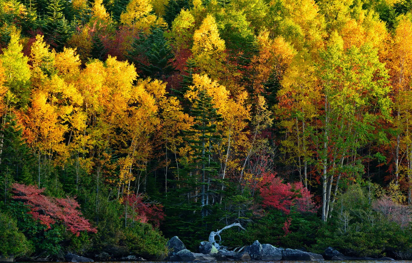 Фото обои осень, лес, деревья, озеро, камни, склон