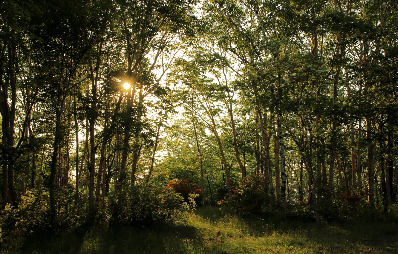 Фото обои лес, лето, трава, деревья, лучи солнца, кусты
