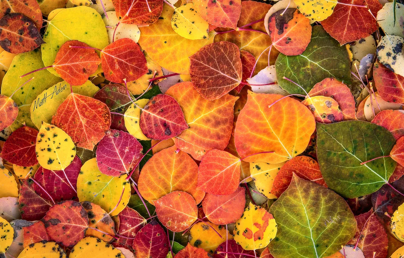 Фото обои осень, макро, краски, листва