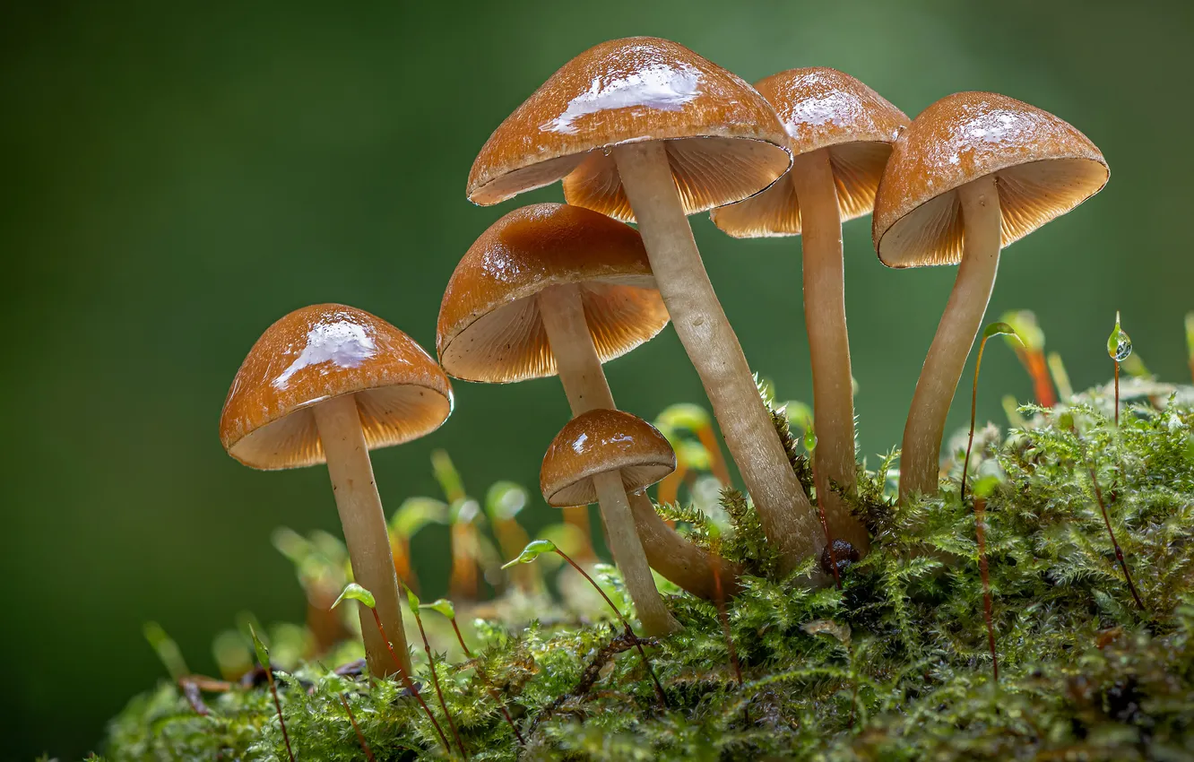 Фото обои forest, nature, macro, mushroom, moss, depth of field
