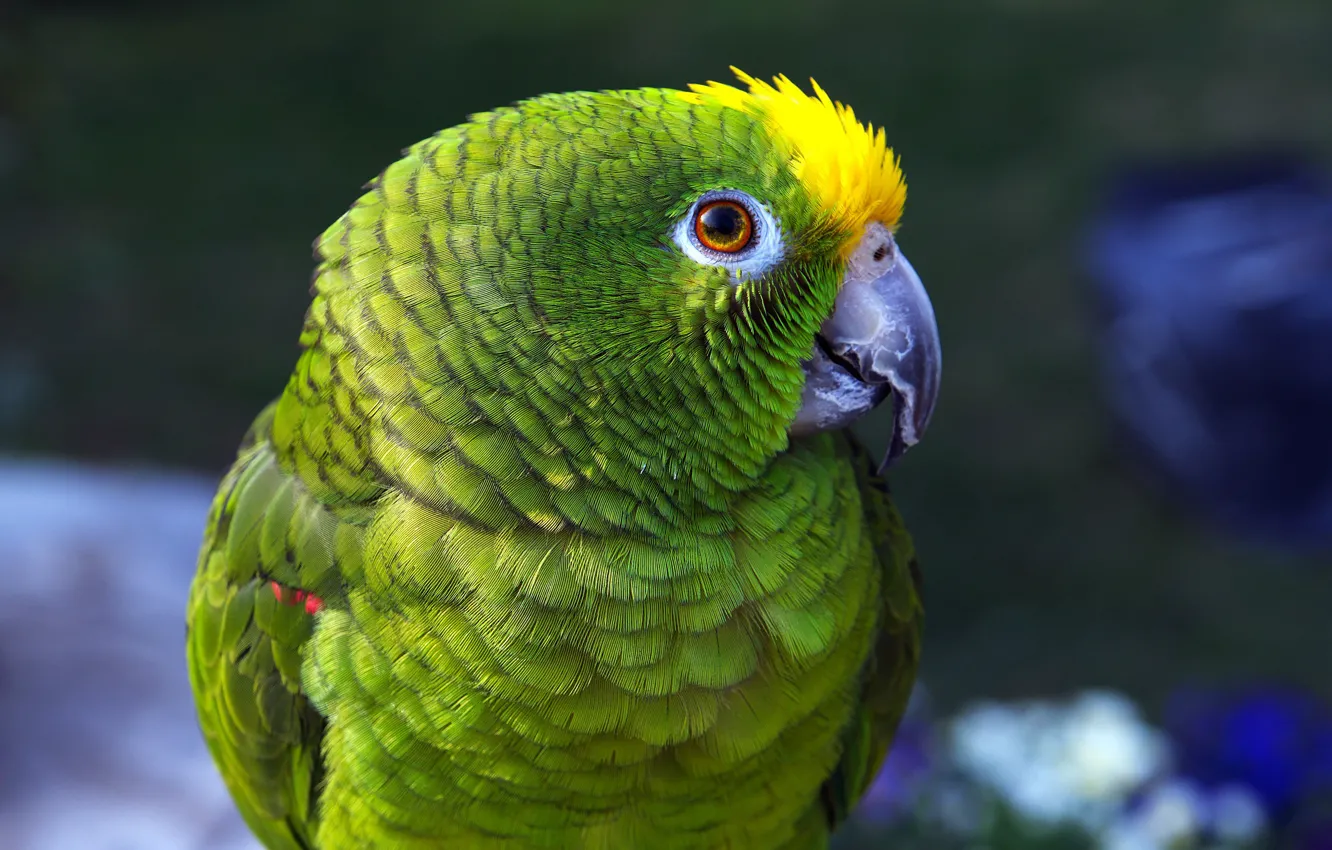 Фото обои взгляд, зеленый, птица, портрет, попугай, амазон, амазонский