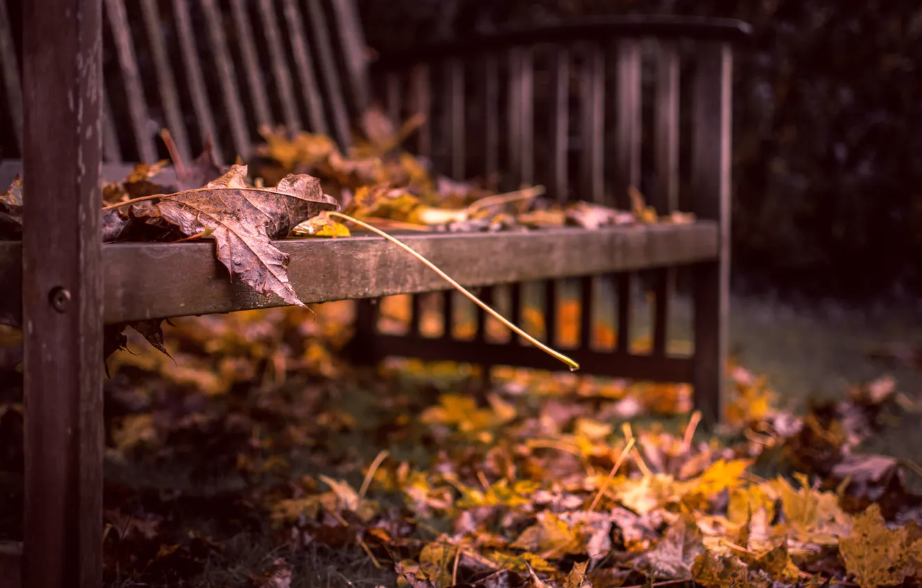Фото обои осень, листья, скамья