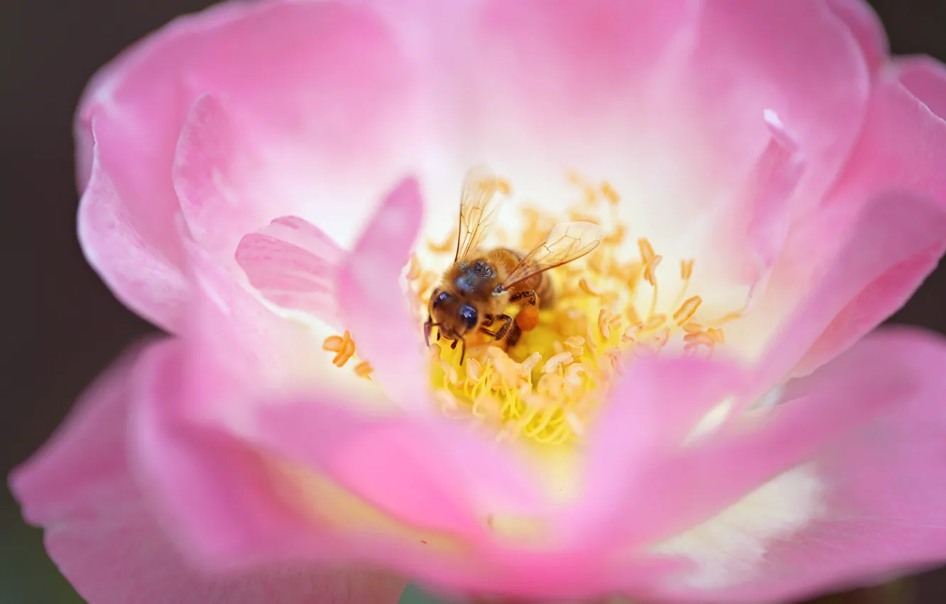 Фото обои цветок, пчела, лепестки, тычинки, насекомое