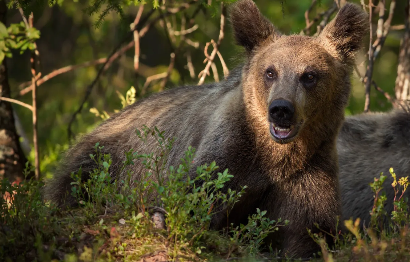 Фото обои ветки, природа, животное, хищник, медвежонок, подросток, Александр Перов