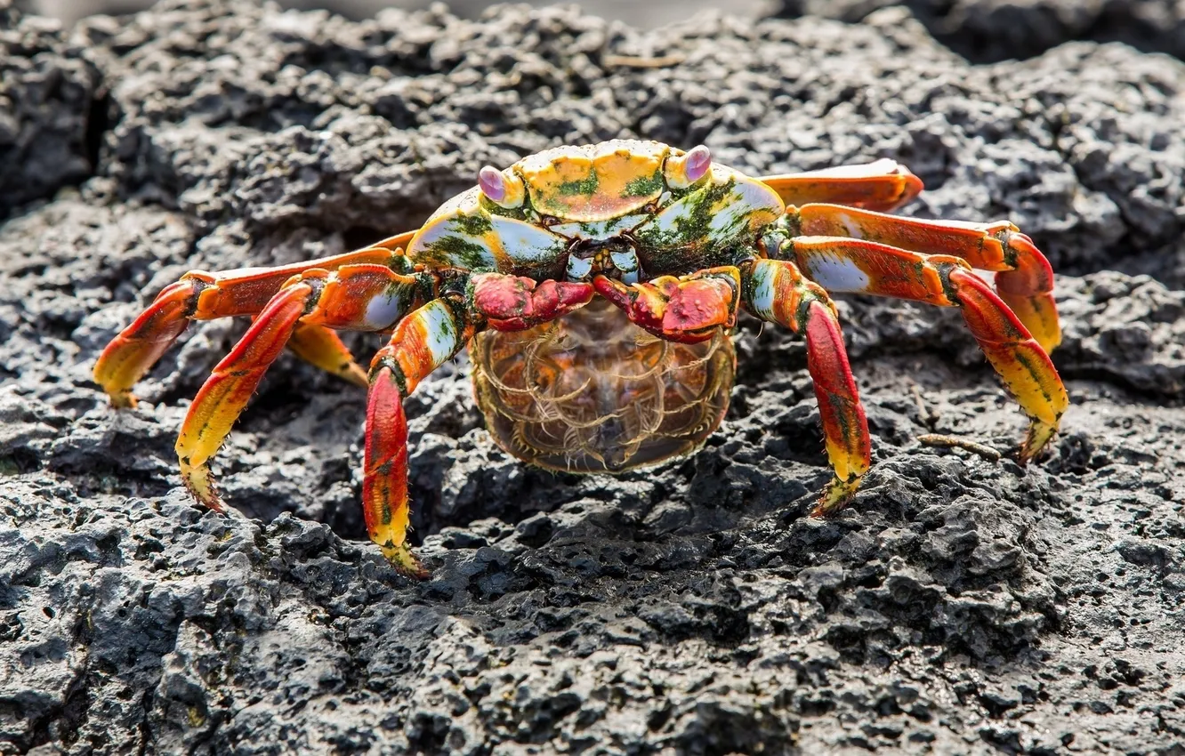 Фото обои stones, pose, crab