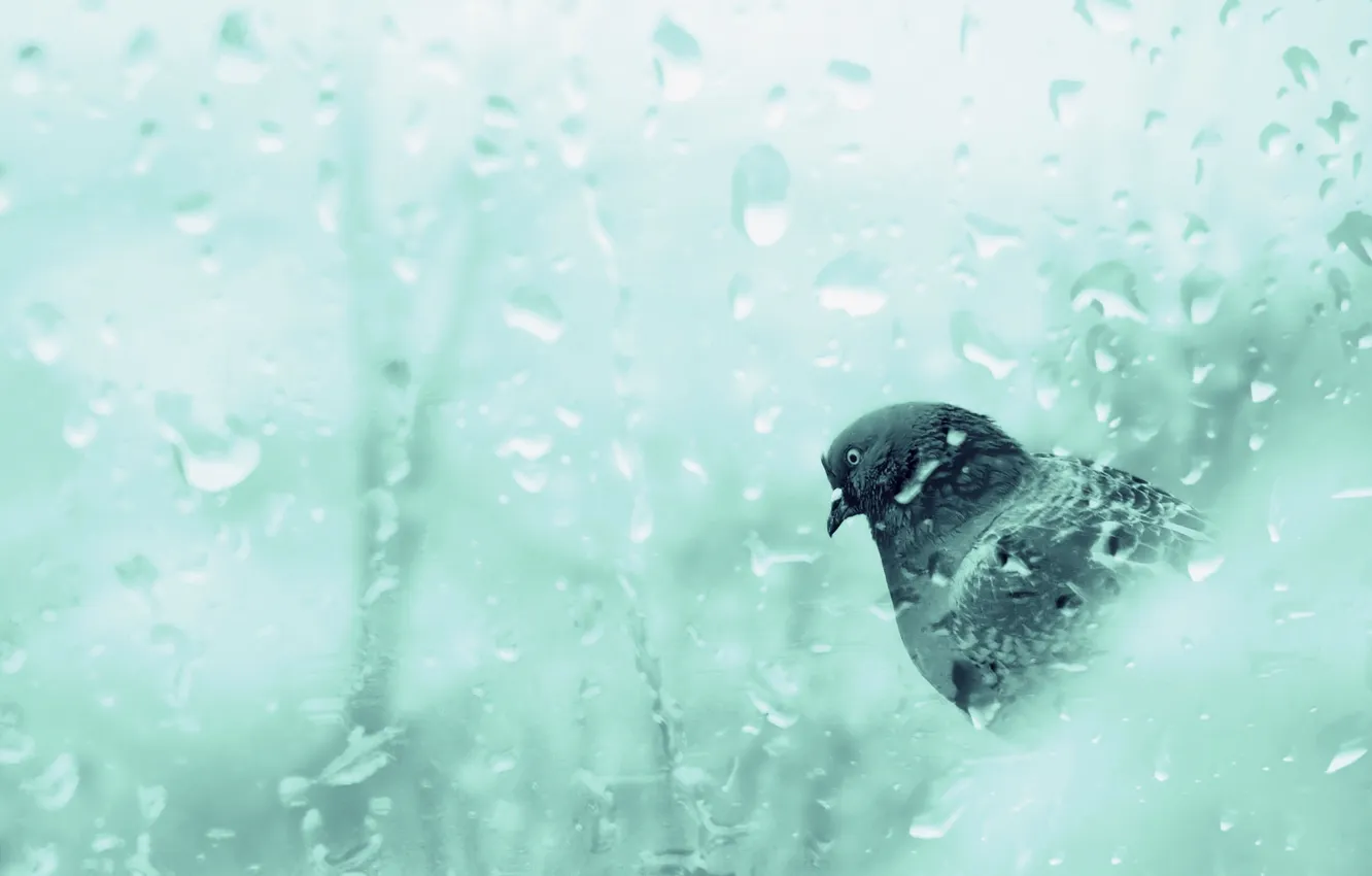 Фото обои стекло, капли, дождь, птица, голубь