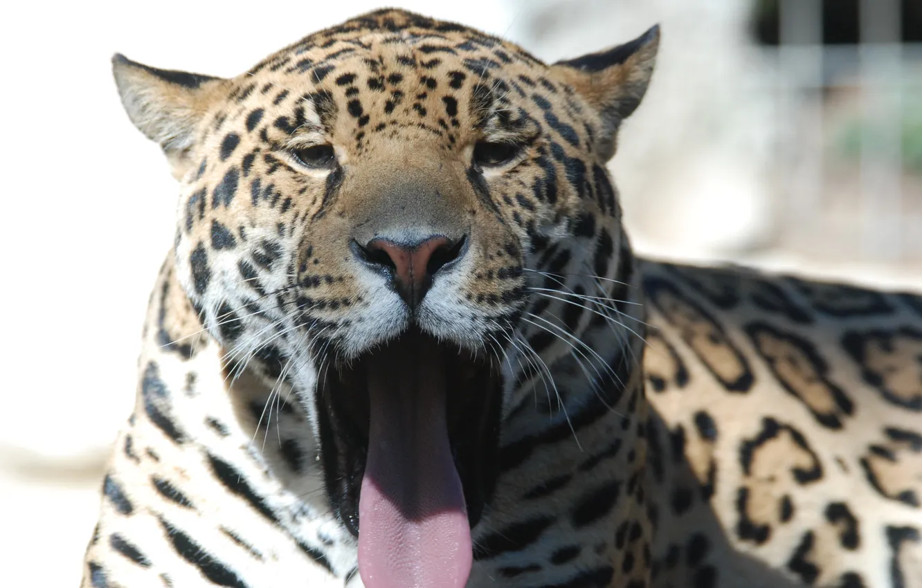 Фото обои язык, кошка, морда, ягуар, зевает