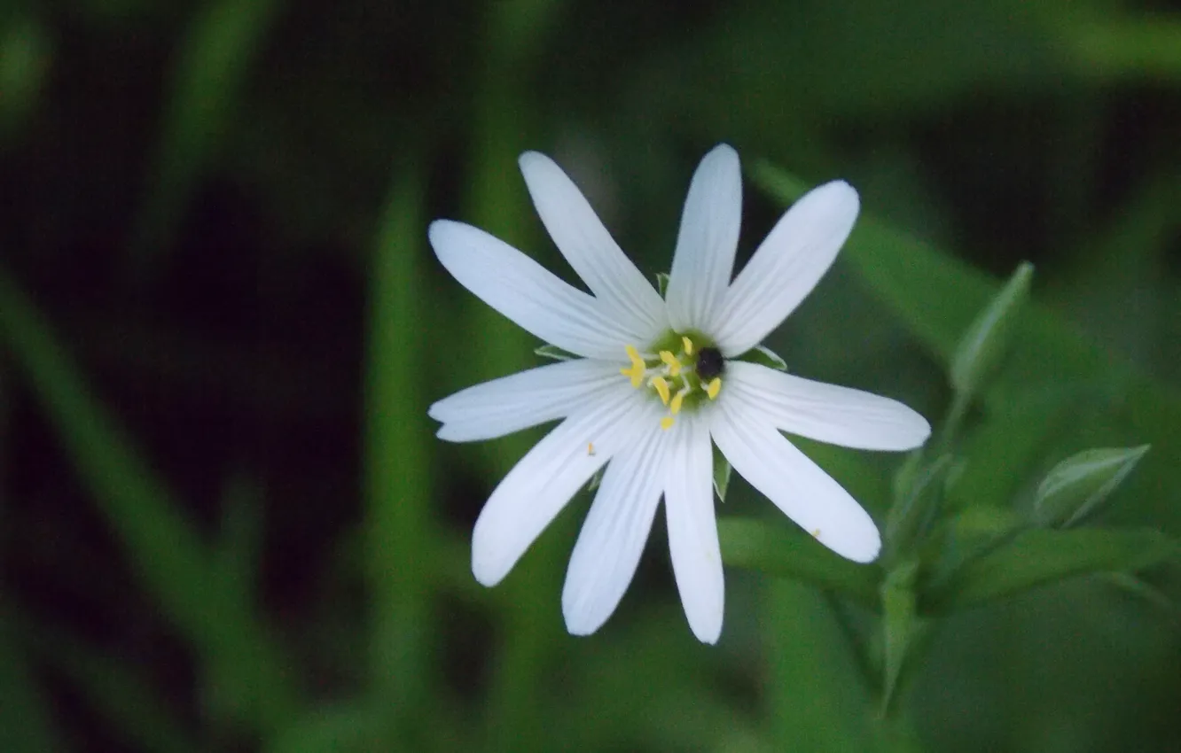Фото обои белый, цветок, полевой маленький