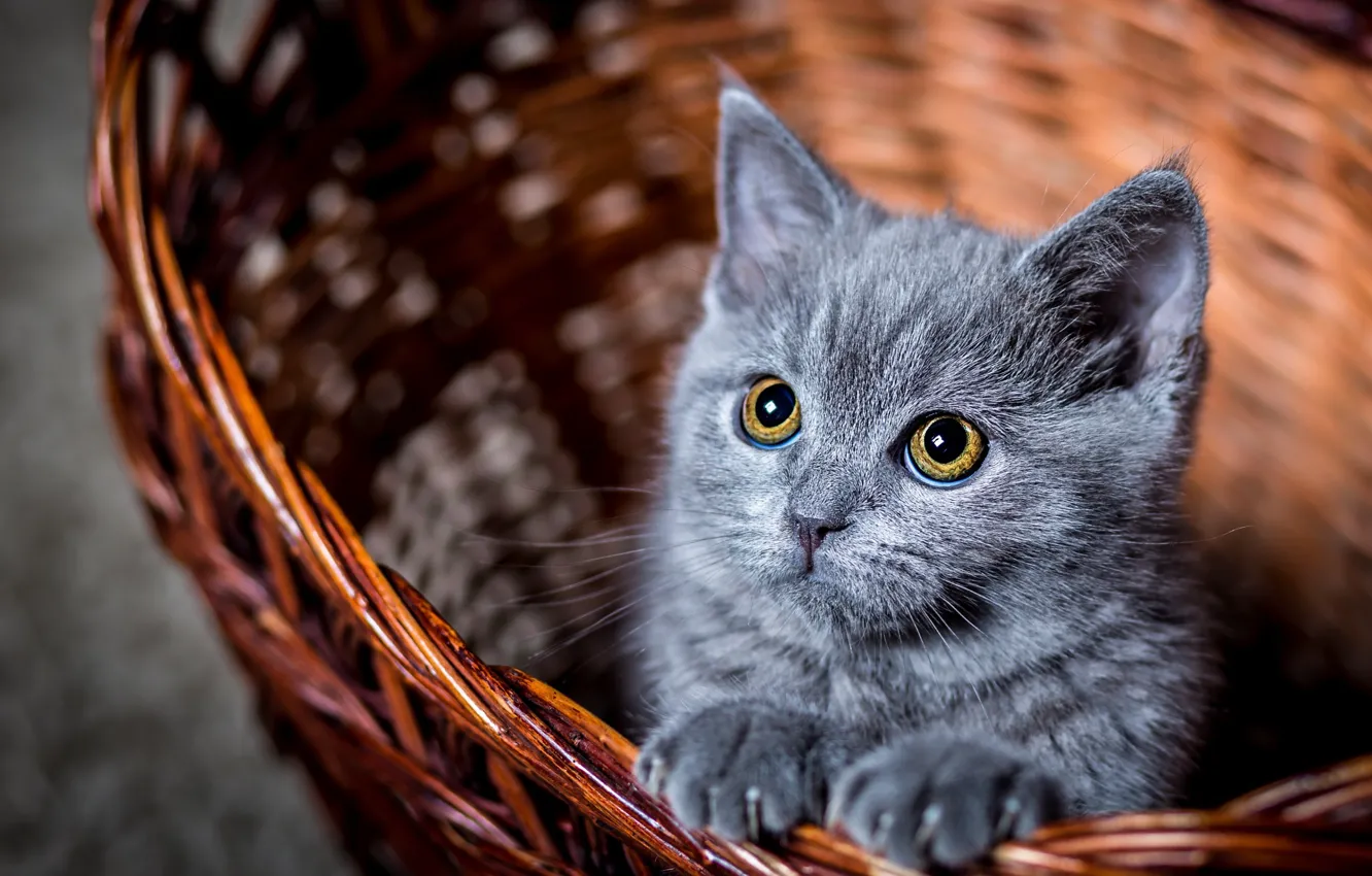 Фото обои глаза, кот, взгляд, котенок, корзина, котик, смотрит, котэ