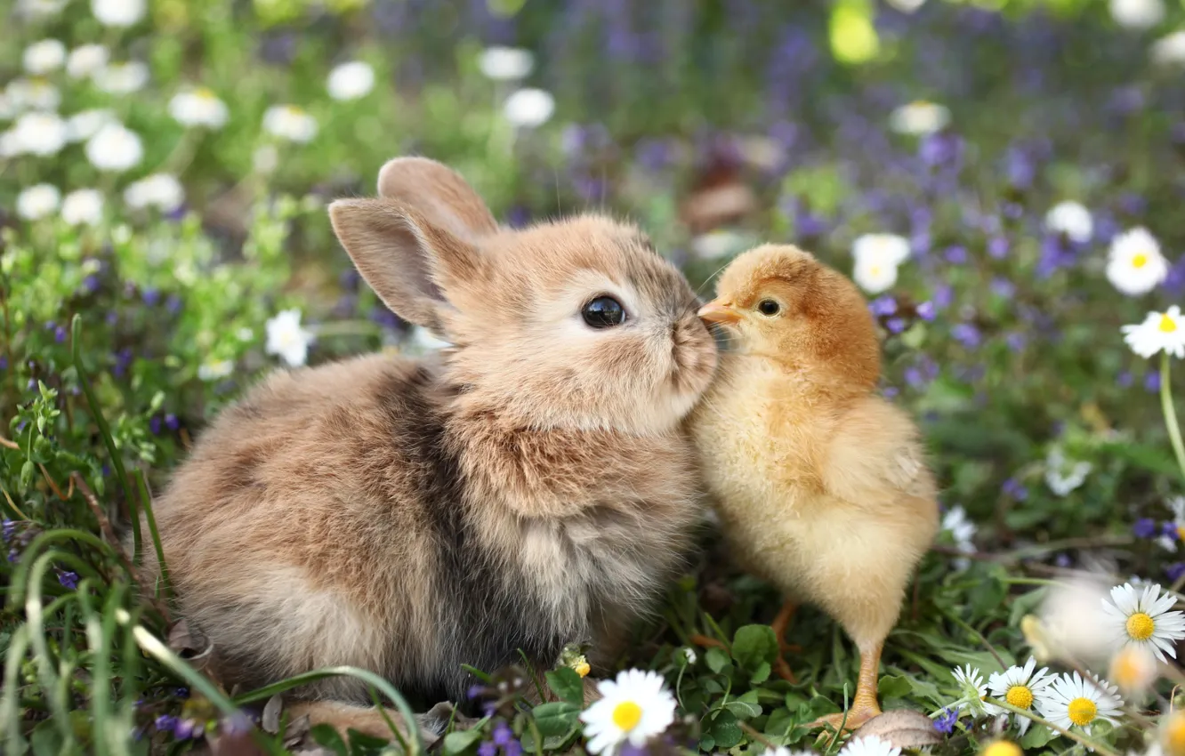 Фото обои трава, цветы, звери, ромашки, кролик, цыпленок