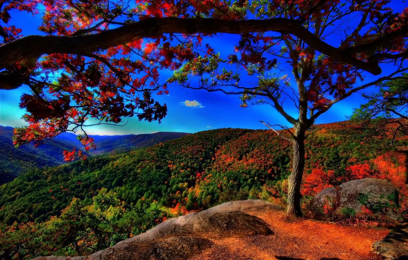 Фото обои осень, лес, деревья, холмы, синее небо