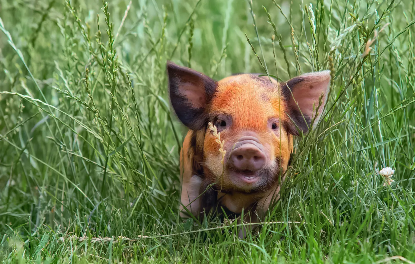 Фото обои трава, свинья, свинка, поросенок, свин, свинюшка, свиненок, кабаноси