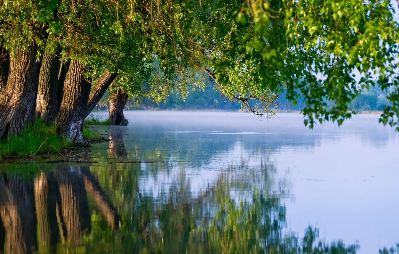 Фото обои деревья, природа, река