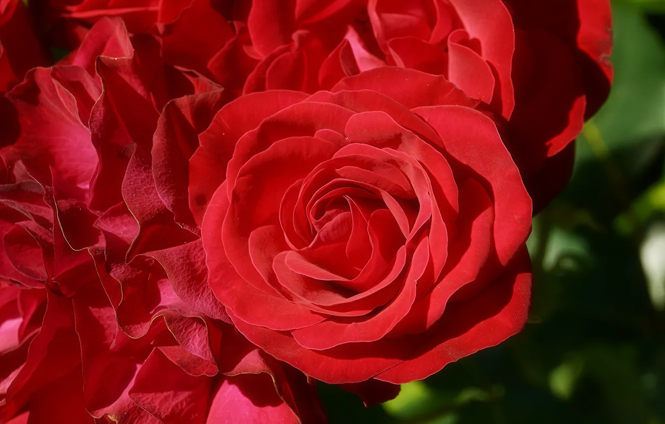 Фото обои макро, роза, лепестки, красная, алая