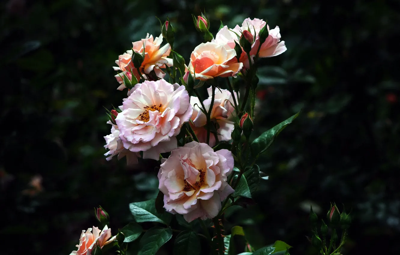 Фото обои куст, розы, клумба