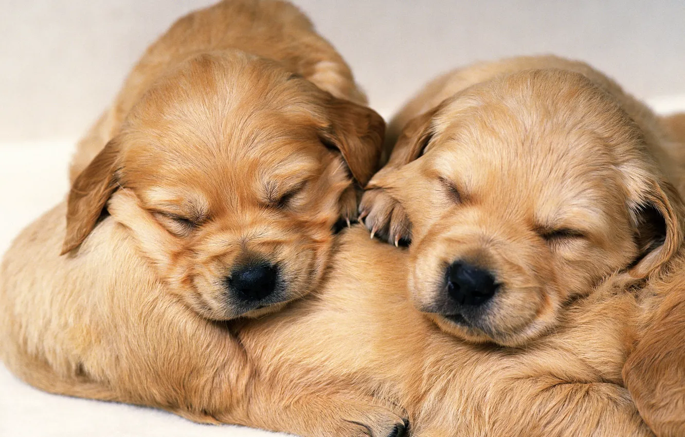 Фото обои сон, собака, щенок, puppy