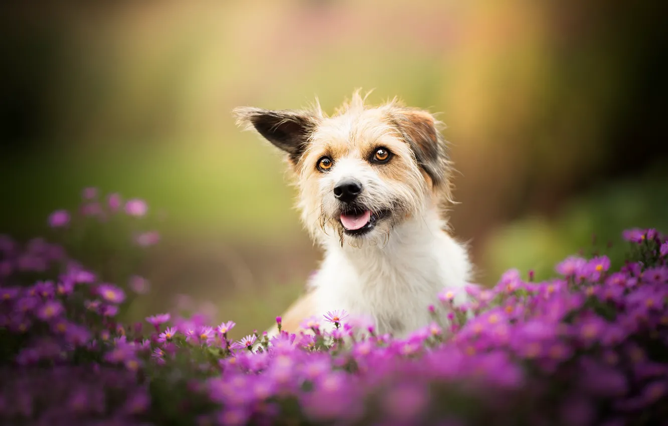Фото обои цветы, собака, боке, пёсик