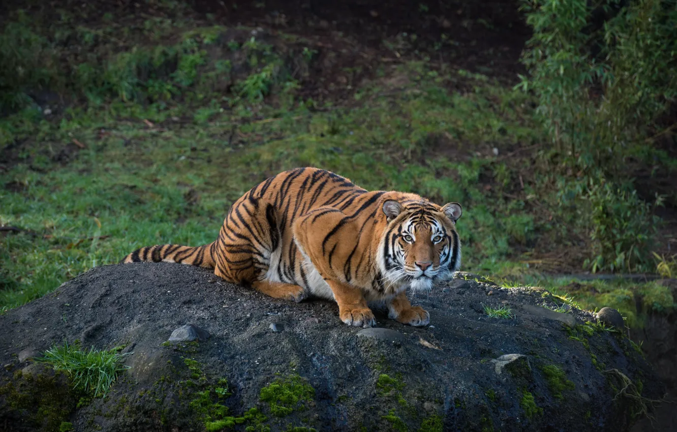 Фото обои тигр, хищник, полосатый