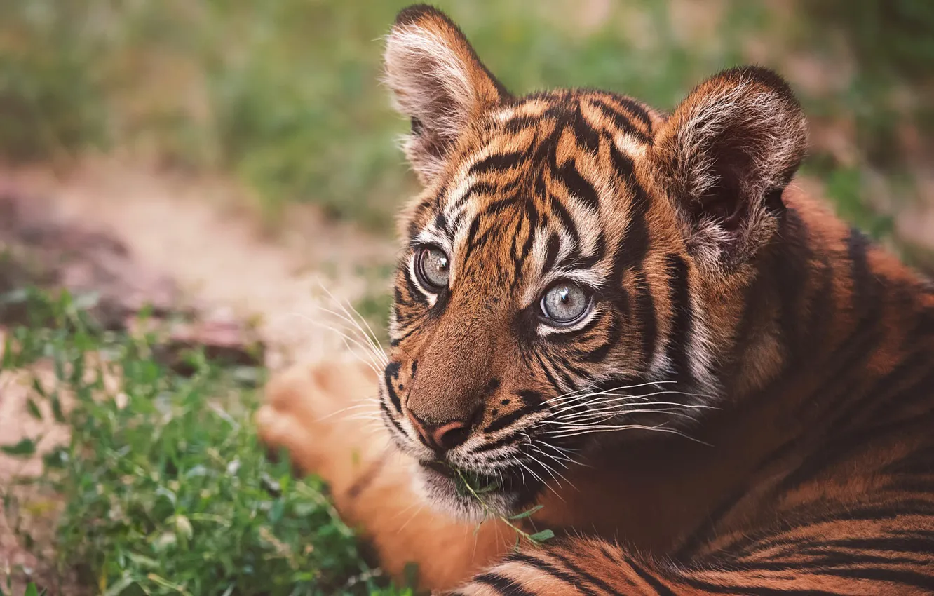 Фото обои взгляд, морда, тигр, портрет, лежит, тигрёнок