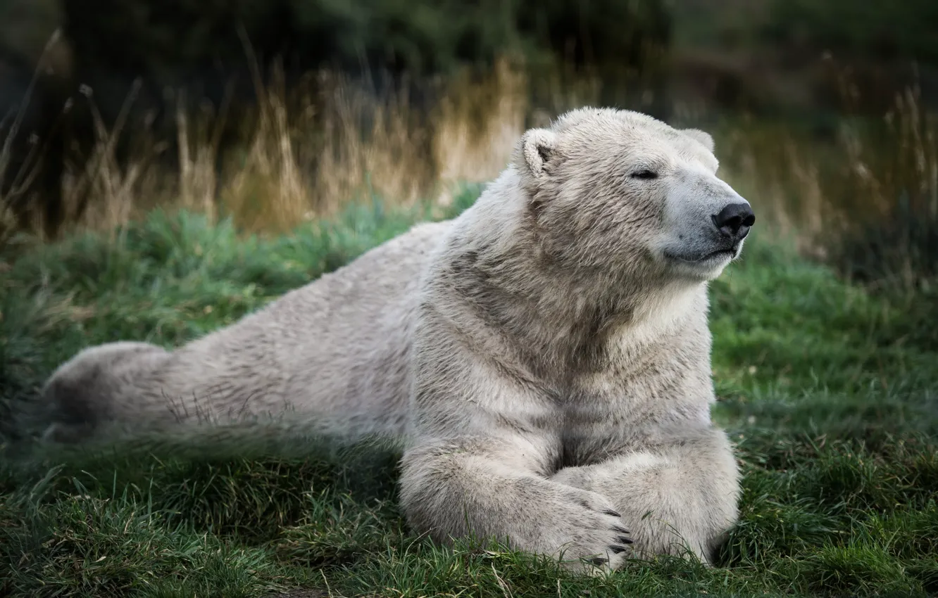 Фото обои зелень, белый, трава, отдых, медведь, мишка, полярный