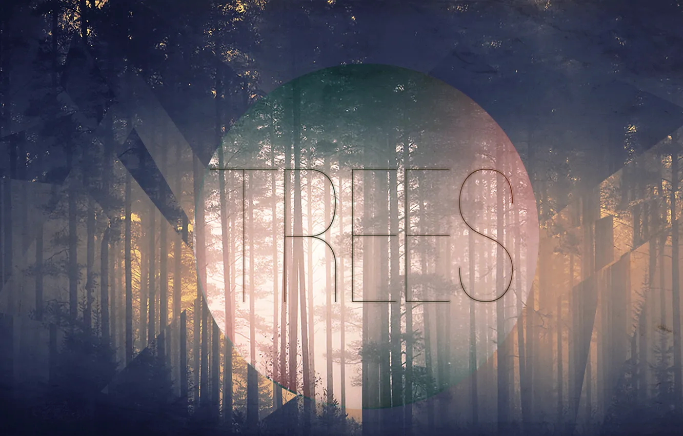 Фото обои деревья, туман, утро