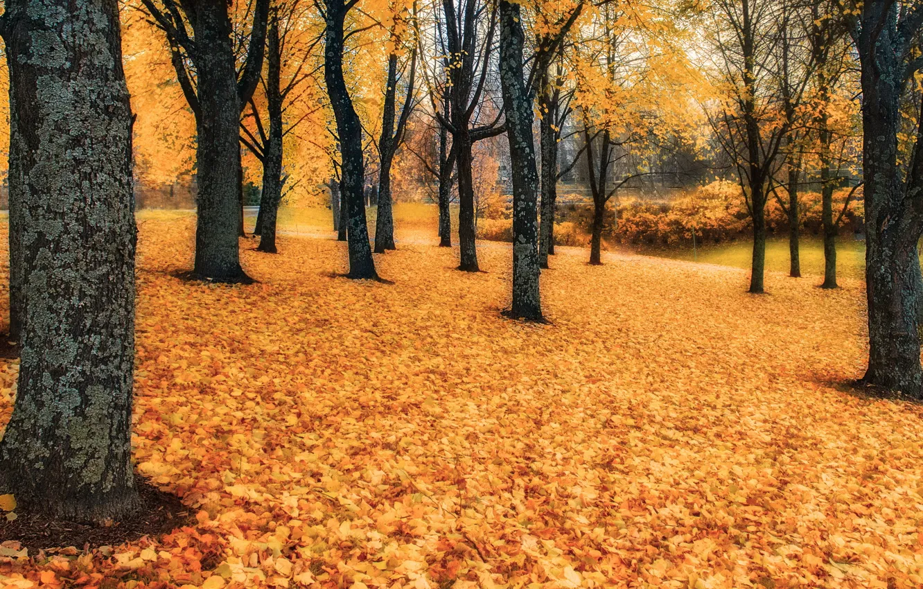 Фото обои trees, Autumn, Leaves