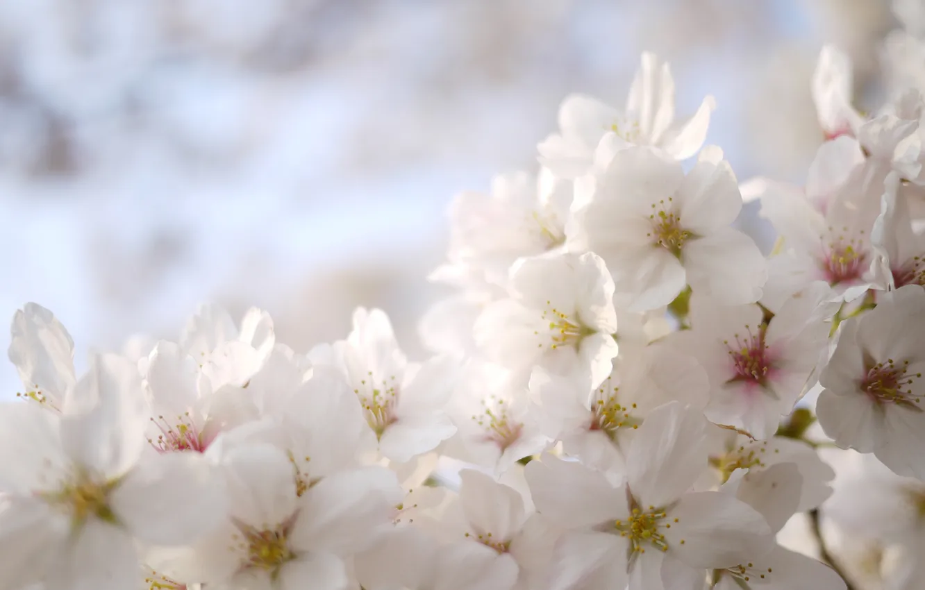 Фото обои цветы, дерево, весна, белые, фруктовое