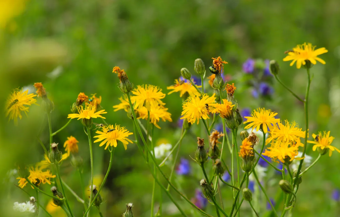 Фото обои flower, color, meadow