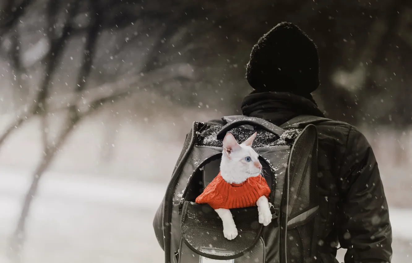 Фото обои зима, кошка, рюкзак