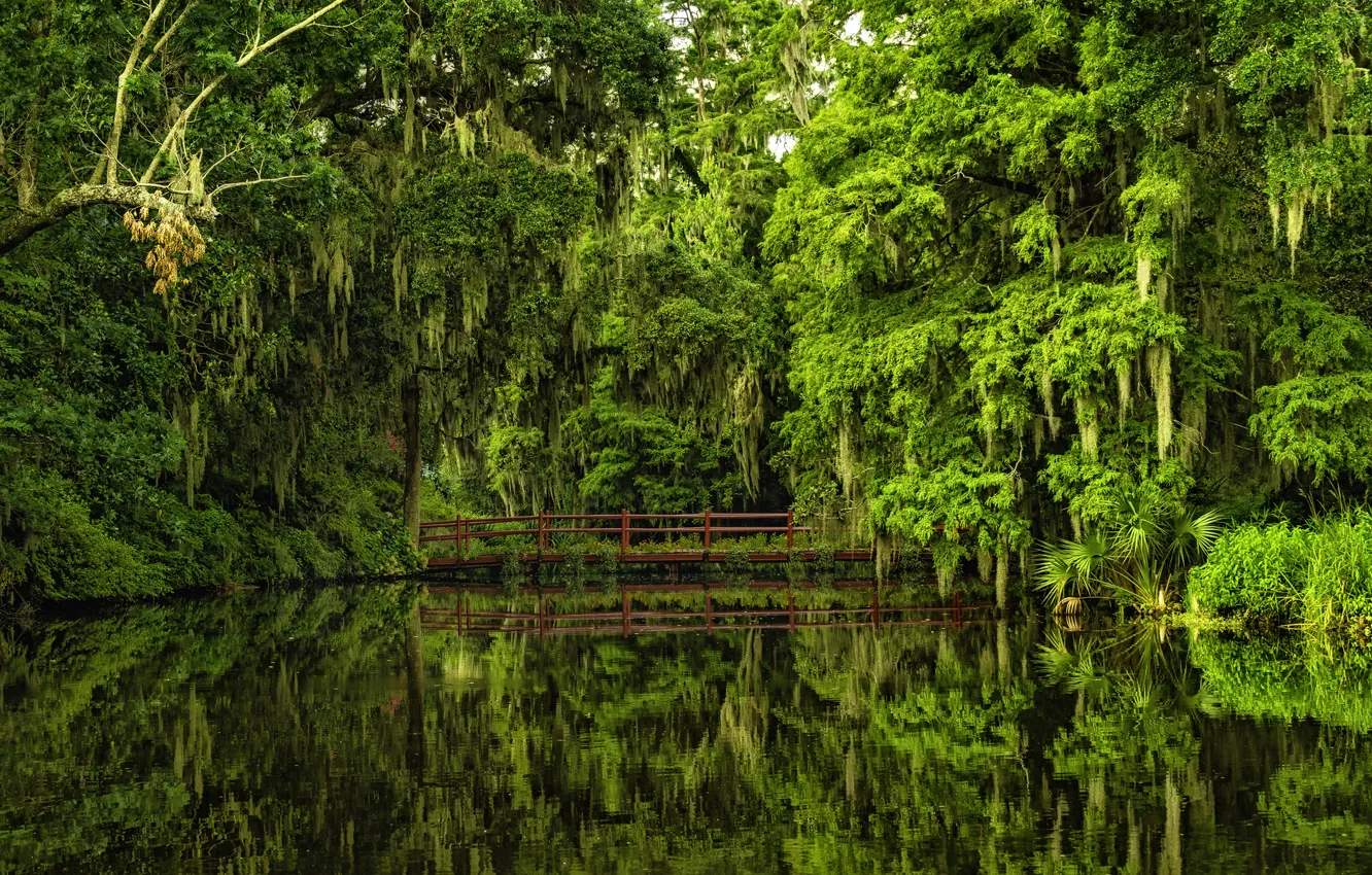 Фото обои вода, деревья, мост, отражение, Южная Каролина, Charleston, South Carolina, Magnolia Gardens